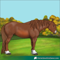 Horse Color:Chestnut 