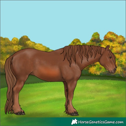 Horse Color:Chestnut 