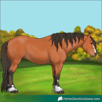 Horse Color:Bay 