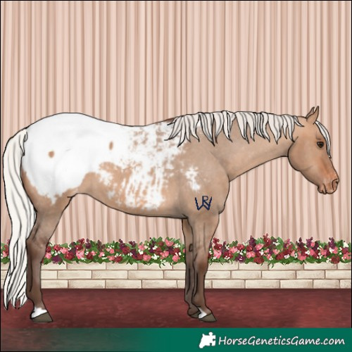 Horse Color:Silver Bay Dun Appaloosa 