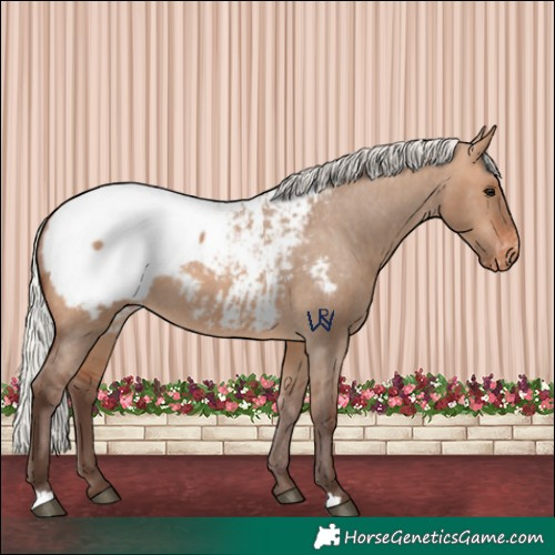 Horse Color:Silver Bay Dun Appaloosa 
