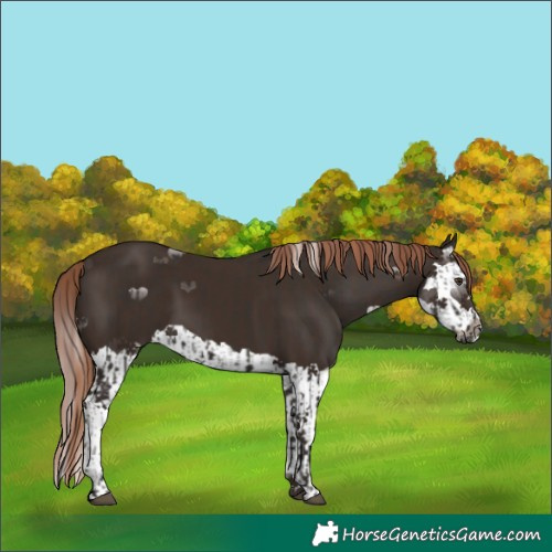 Horse Color:Liver Chestnut and Liver Chestnut Splash