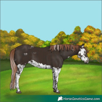 Horse Color:Liver Chestnut  and Liver Chestnut Splash 