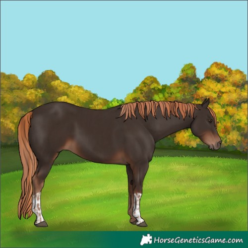 Horse Color:Liver Chestnut  and Liver Chestnut 