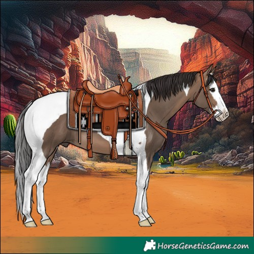 Horse Color:Brown Dun Splash Tobiano 