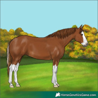 Horse Color:Gray Chestnut Splash