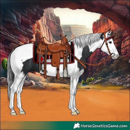 Horse Color:Black Splash Tobiano 