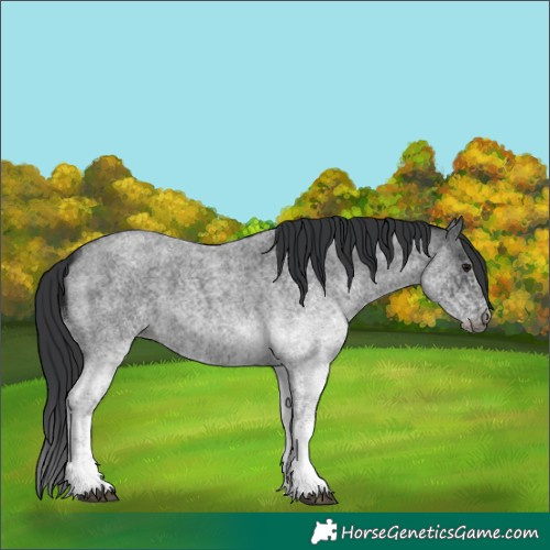 Horse Color:White Spotted Blue Roan 