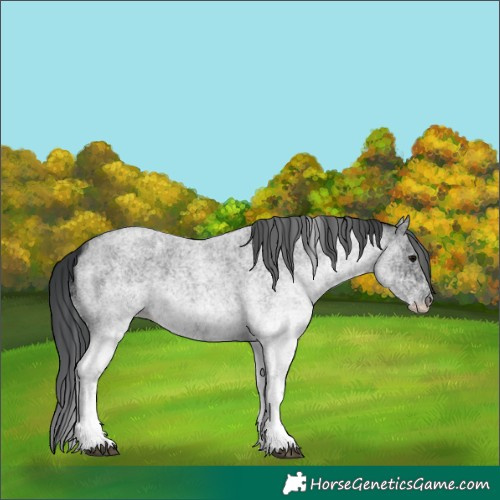 Horse Color:White Spotted Blue Roan 