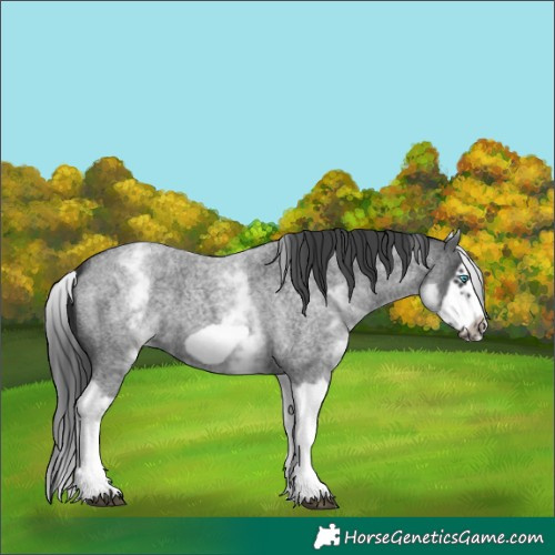 Horse Color:White Spotted Blue Roan Splash Frame Appaloosa 