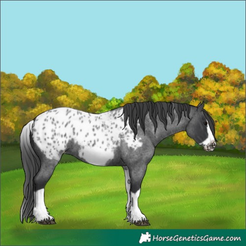 Horse Color:White Spotted Blue Roan Splash Frame Appaloosa 