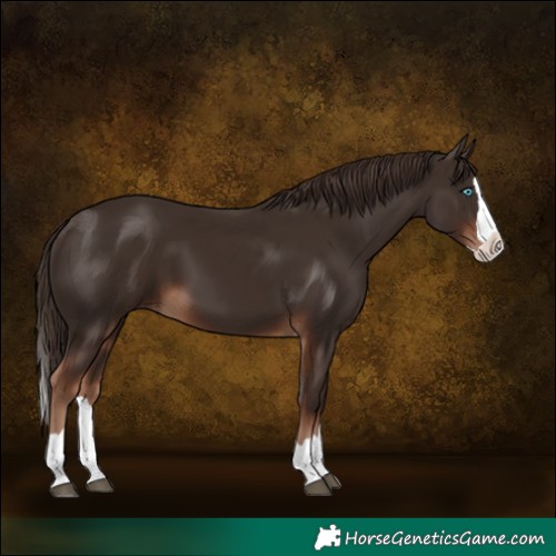 Horse Color:Liver Chestnut Splash