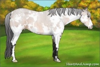 Horse Color:White Spotted Bay Roan Splash Frame 
