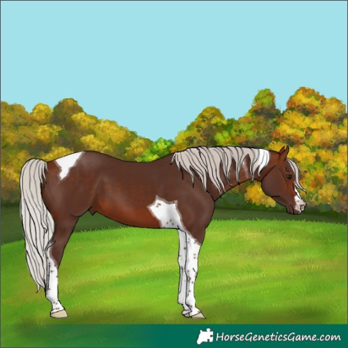 Horse Color:Silver Bay Tobiano 