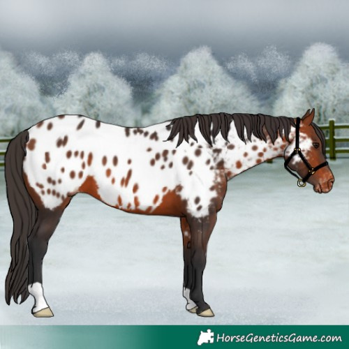 Horse Color:Bay Near Leopard 