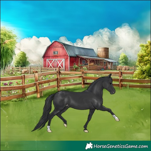Horse Color:Black Appaloosa 