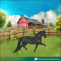 Horse Color:Black Varnish