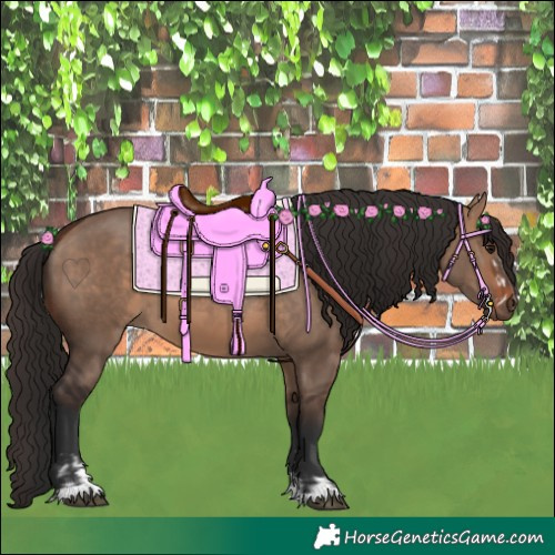 Horse Color:Bay Dun  and Bay Dun 