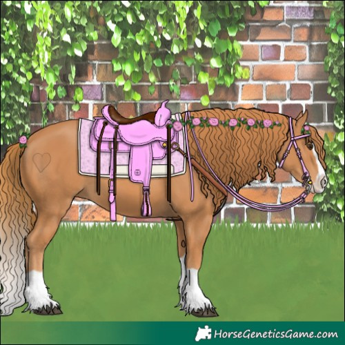 Horse Color:Chestnut Splash