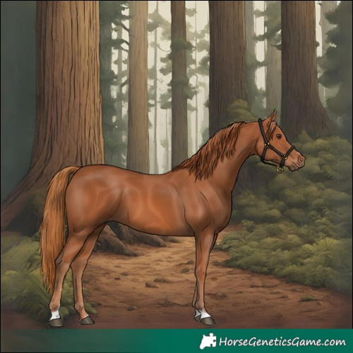 Horse Color:Chestnut 