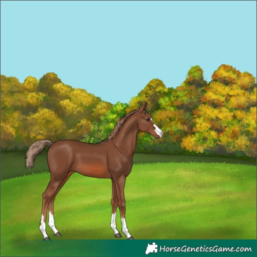 Horse Color:Chestnut 