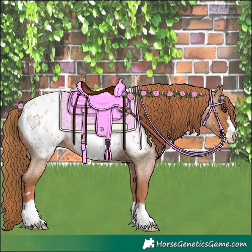 Horse Color:Red Roan Appaloosa 