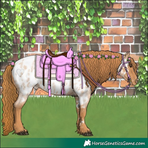 Horse Color:Red Roan Appaloosa 
