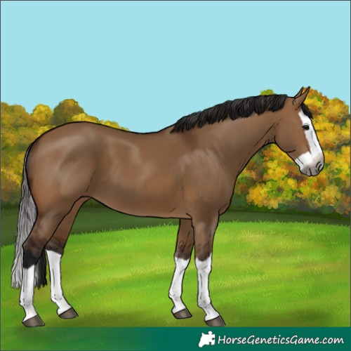 Horse Color:Gray Bay Dun Splash 