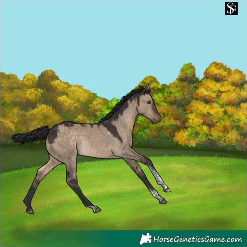 Horse Color:Brown Dun Tobiano 