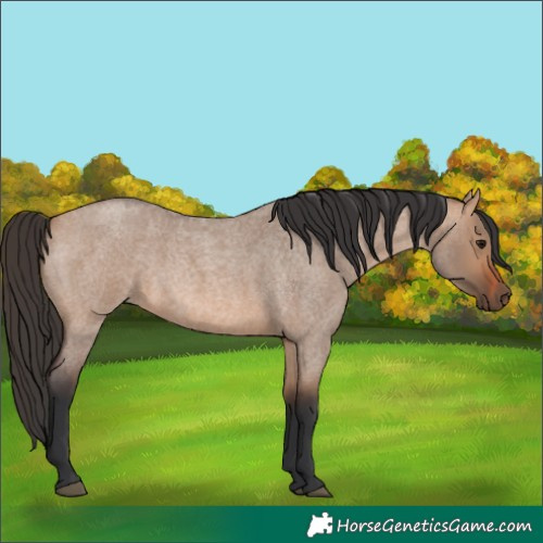Horse Color:Bay Roan Dun