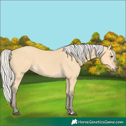 Horse Color:Silver Buckskin 