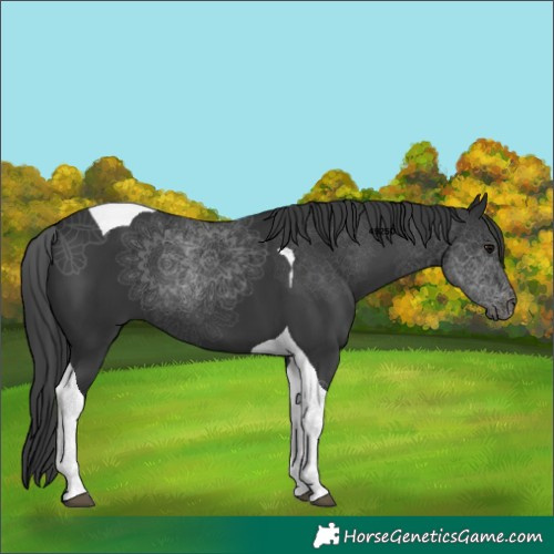 Horse Color:Black Tobiano 