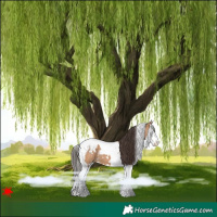 Horse Color:White Spotted Bay Dun Splash Tobiano 