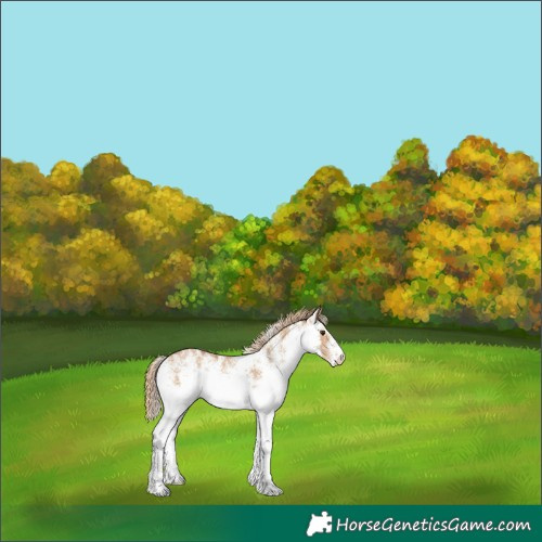 Horse Color:White Spotted Red Dun 