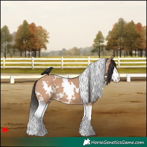 Horse Color:White Spotted Bay Dun Splash 