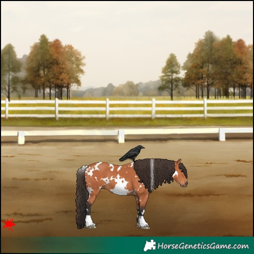 Horse Color:White Spotted Bay 
