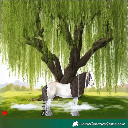 Horse Color:White Spotted Bay Dun Rabicano 