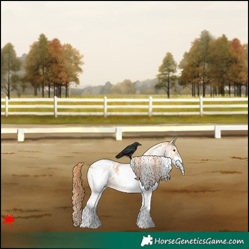 Horse Color:White Spotted Red Dun Appaloosa 