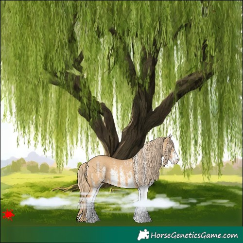 Horse Color:White Spotted Red Dun 
