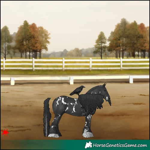 Horse Color:White Spotted Black 