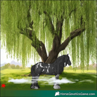 Horse Color:White Spotted Black 