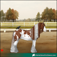 Horse Color:White Spotted Chestnut Splash