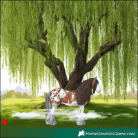 Horse Color:Bay Splash Appaloosa 