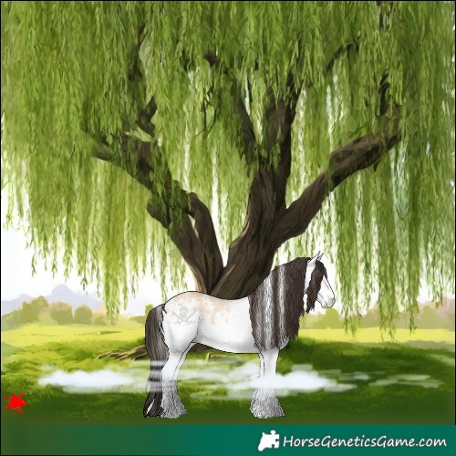 Horse Color:White Spotted Bay Dun 
