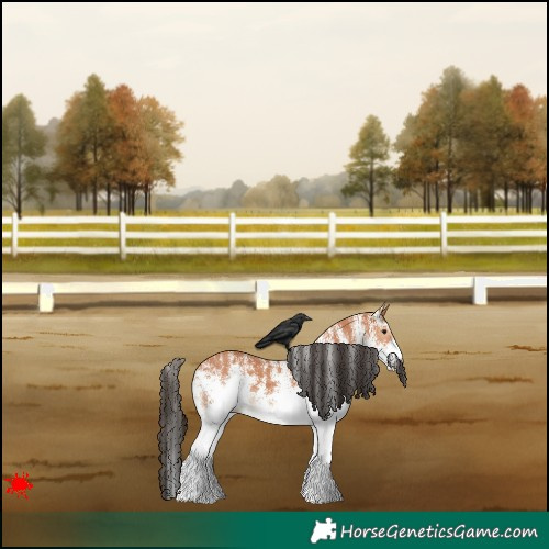 Horse Color:White Spotted Bay 