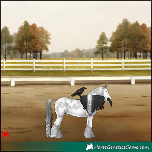 Horse Color:White Spotted Grullo Roan Splash