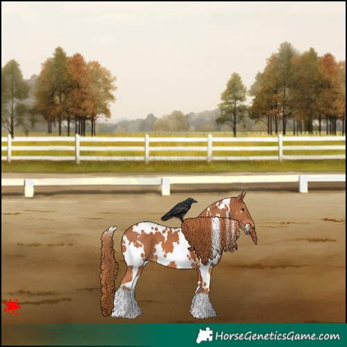 Horse Color:White Spotted Chestnut 