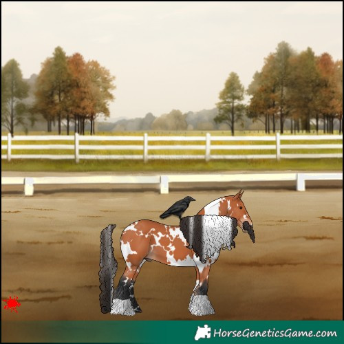 Horse Color:White Spotted Bay 