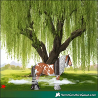 Horse Color:White Spotted Bay 