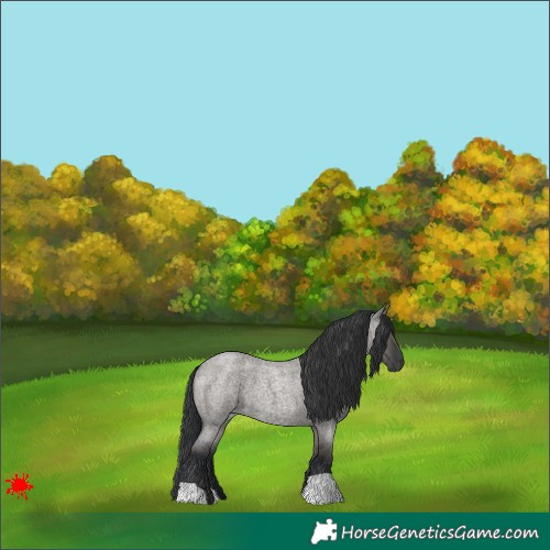 Horse Color:Grullo Roan 